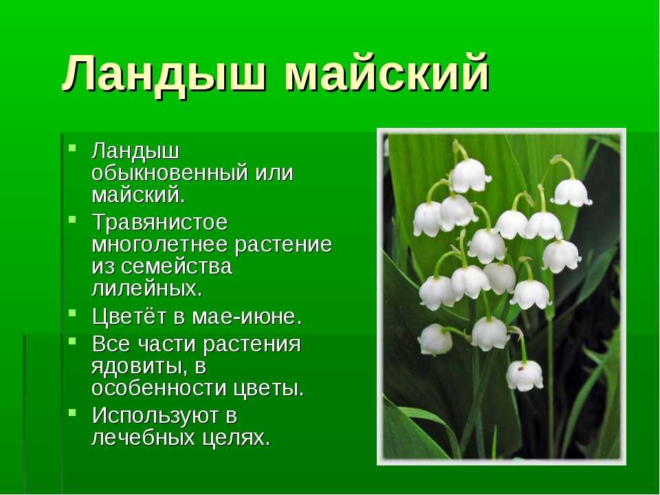 Ландыш майский – польза и вред
