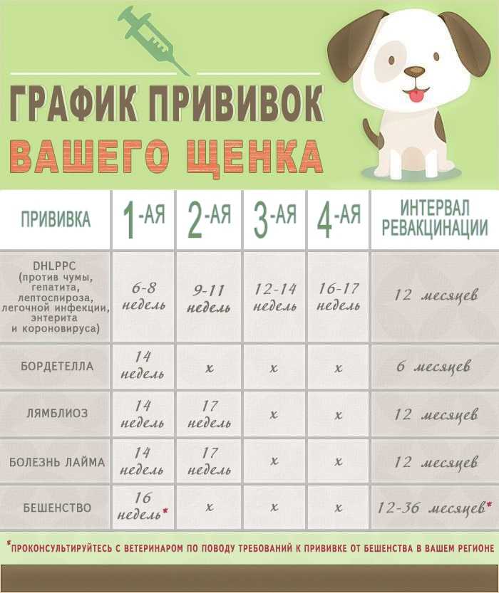Можно ли купать собаку после прививки: когда мыть, сколько дней вакцины, нельзя, перед, через, почему