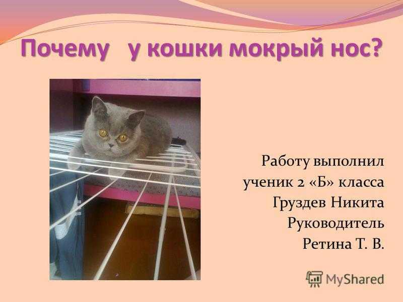 Мокрый нос у кошки: причины состояния, норма и отклонения