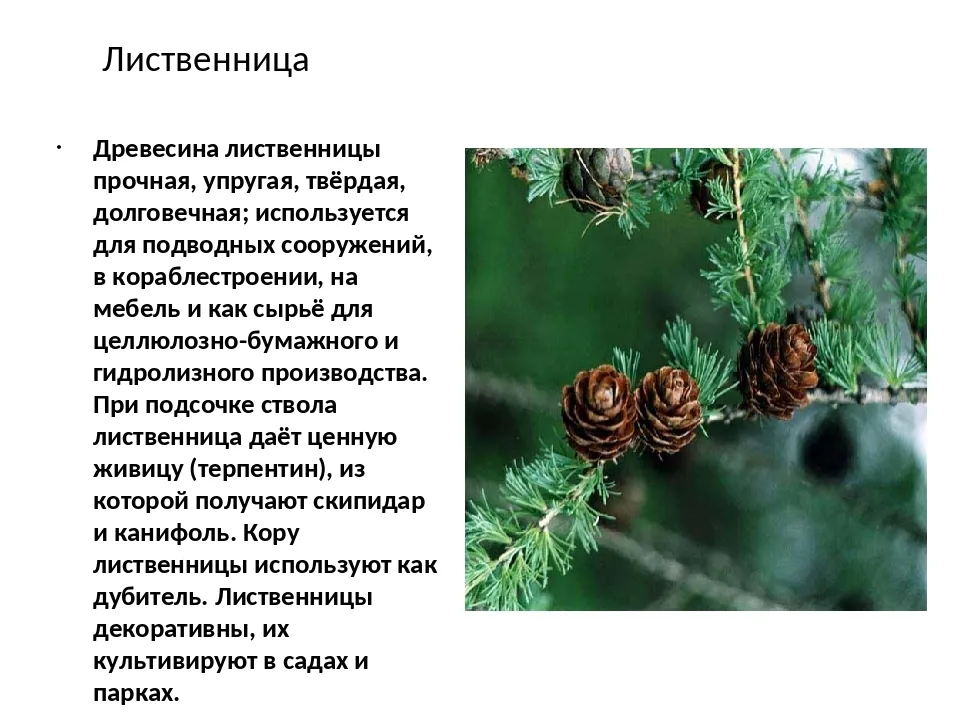 Малая вечерница