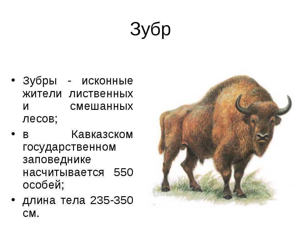 ᐉ зубр красная книга для детей краткое описание - zoomanji.ru