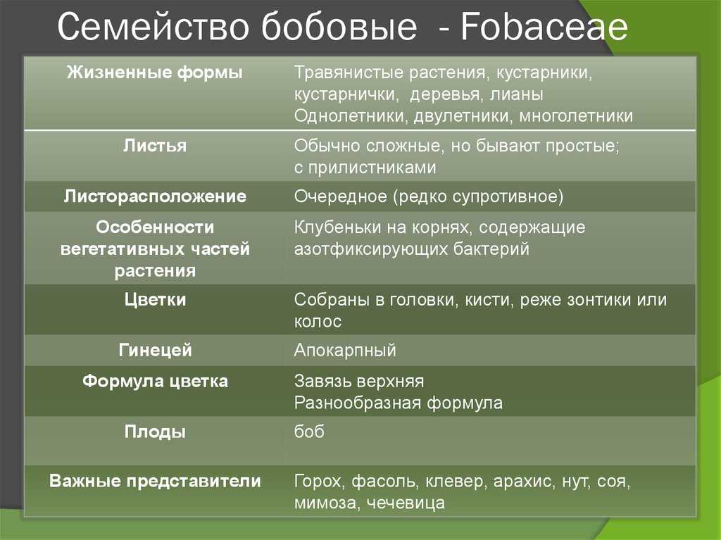 Строение и характеристика семейства бобовых (мотыльковых)