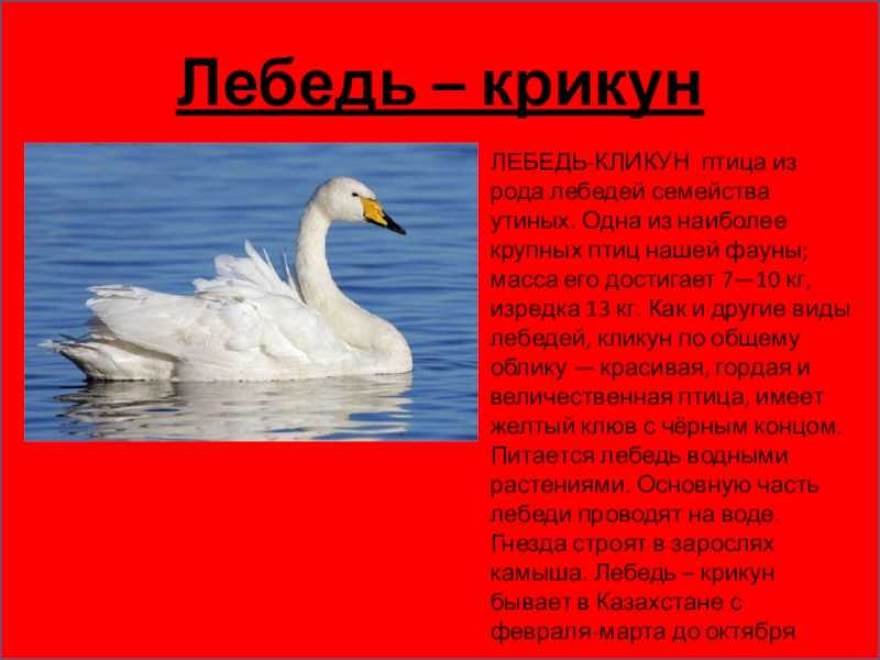 Птицы казахстана фото и названия — от земли до неба