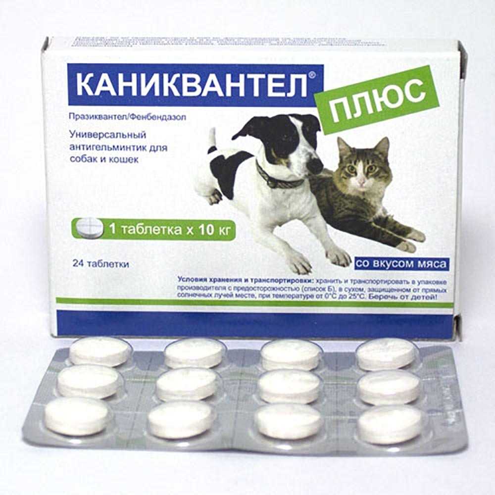 Как часто необходимо гнать глистов у собаки: сколько раз в год можно давать глистогонные, используемые препараты