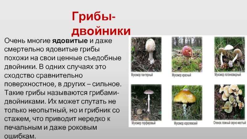 Грибы урала - proufu.com