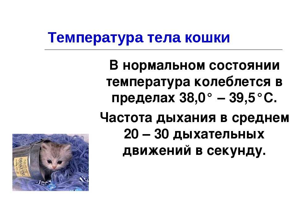 Примеры нормальной температуры тела у кошек: варианты у разных пород и возрастов