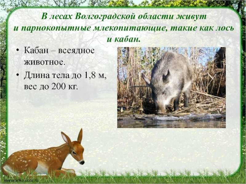 Урок 7: леса россии - 100urokov.ru