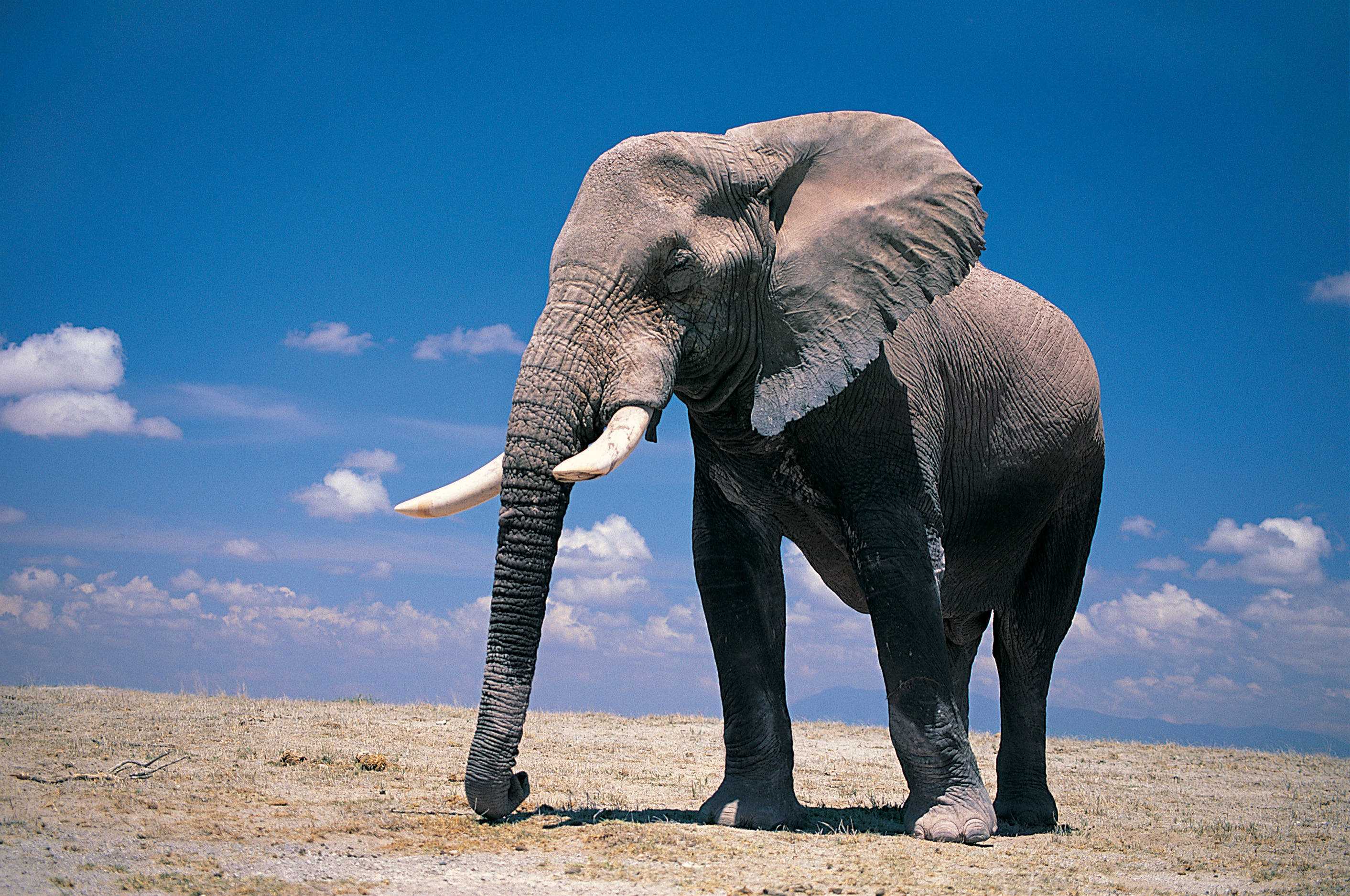 Слоны (лат. elephantidae)