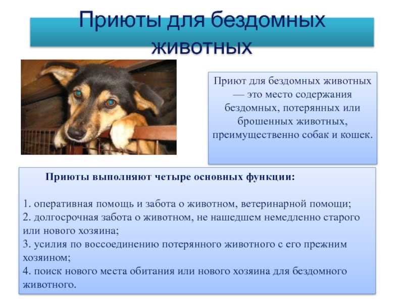 Стоит ли брать собаку из приюта: плюсы и минусы, трудности, советы при выборе щенка и взрослого животного