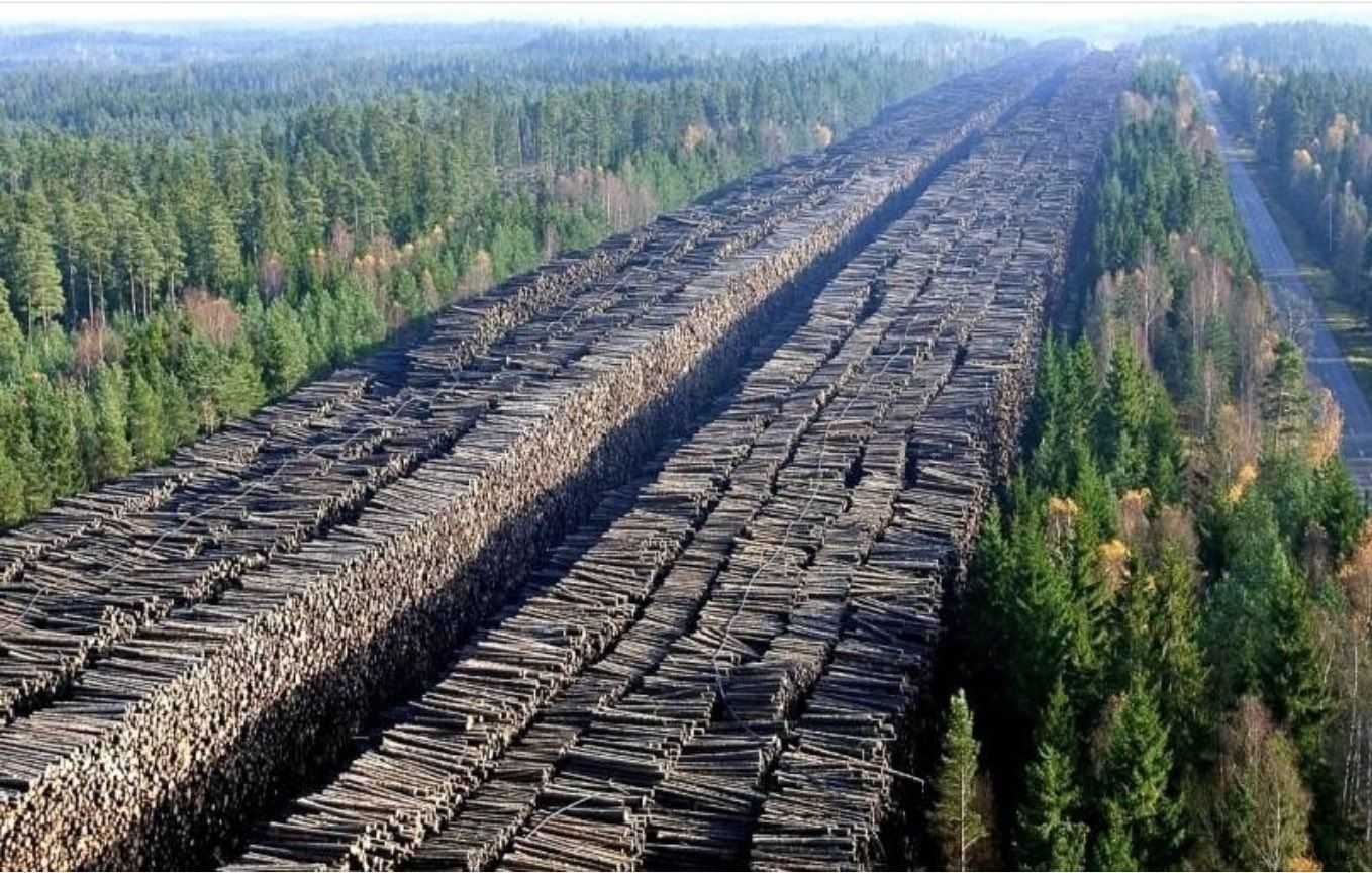 Экологические проблемы лесных зон - функции, причины и пути решения