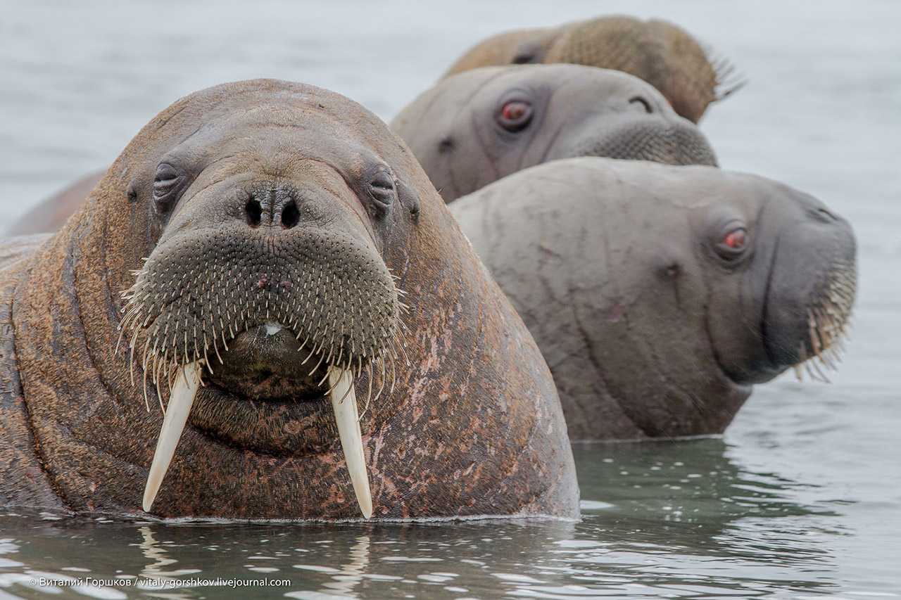 Морж