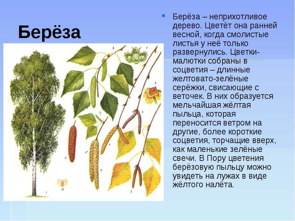 Берёза — символ россии — ботаничка