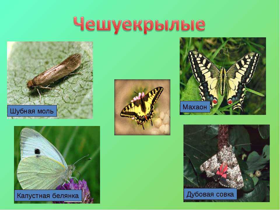 Классификация насекомых | помощь школьникам