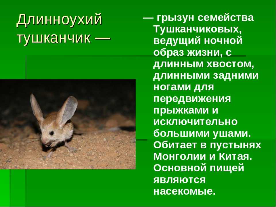 Ночные животные