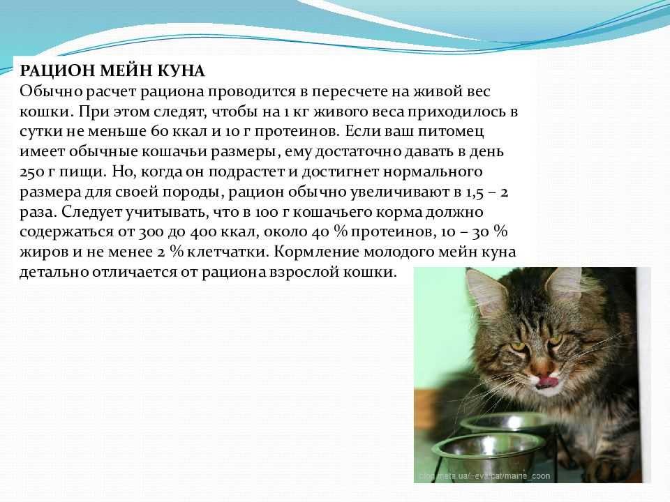 Чем кормить мейн куна котенка: рацион на каждый месяц