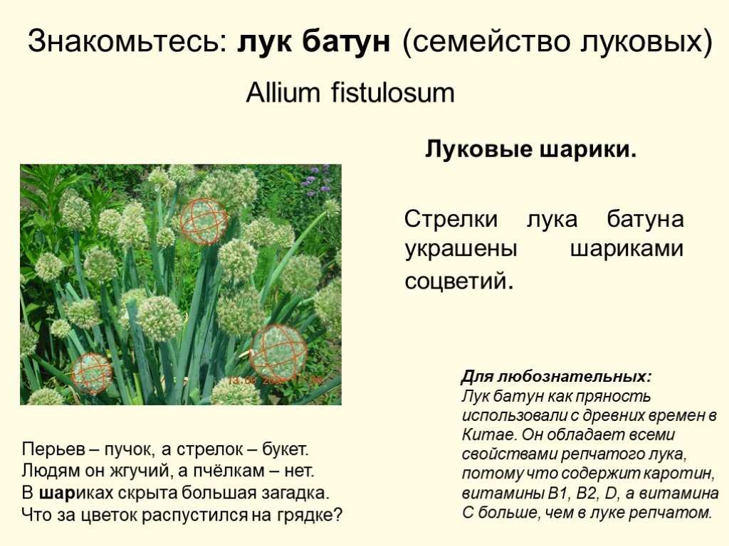 Луковая шелуха: лечение, польза