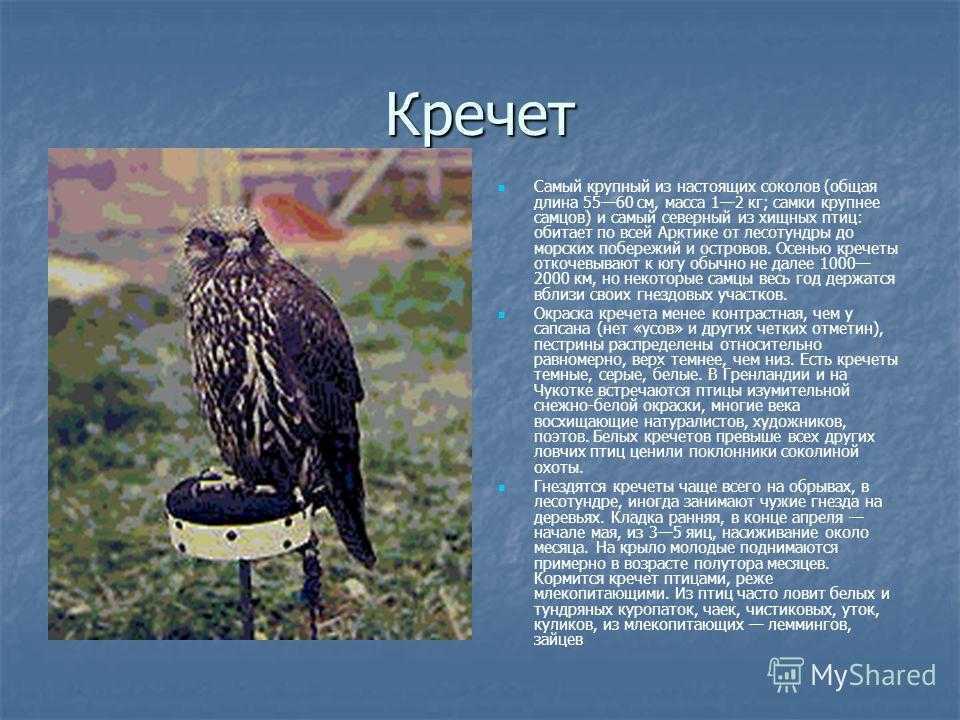 Кречет - сокол. доклад о птице с фотографиями и видео. кречет — сокол. доклад о птице с фотографиями и видео