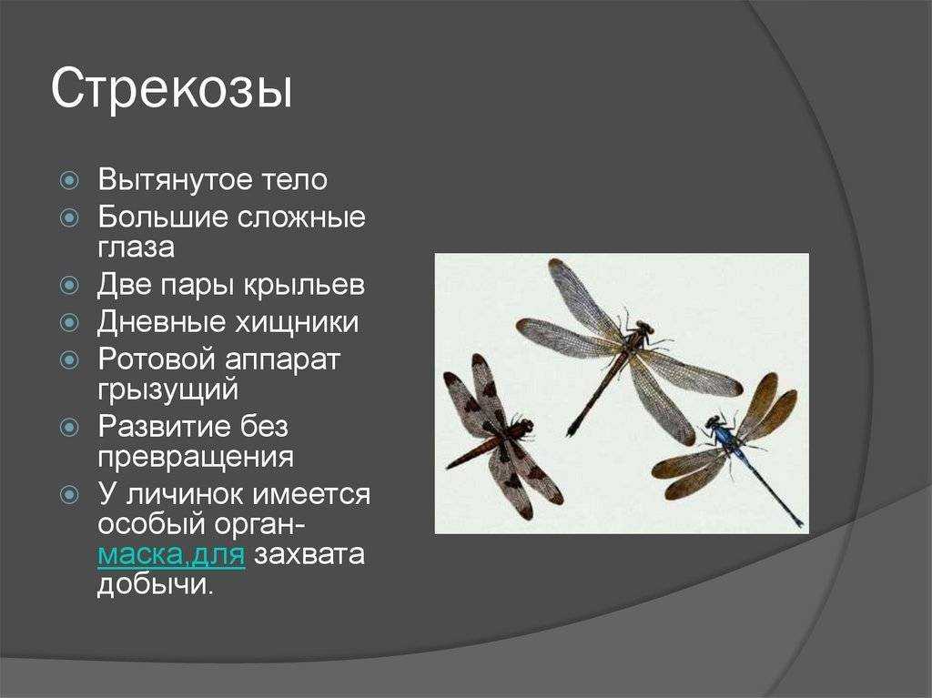 ​50 интересных  фактов  о стрекозах — общенет