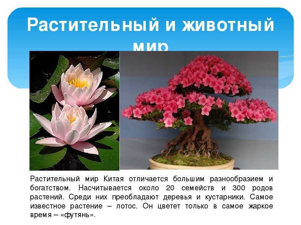 Животные китая, какие животные живут в китае