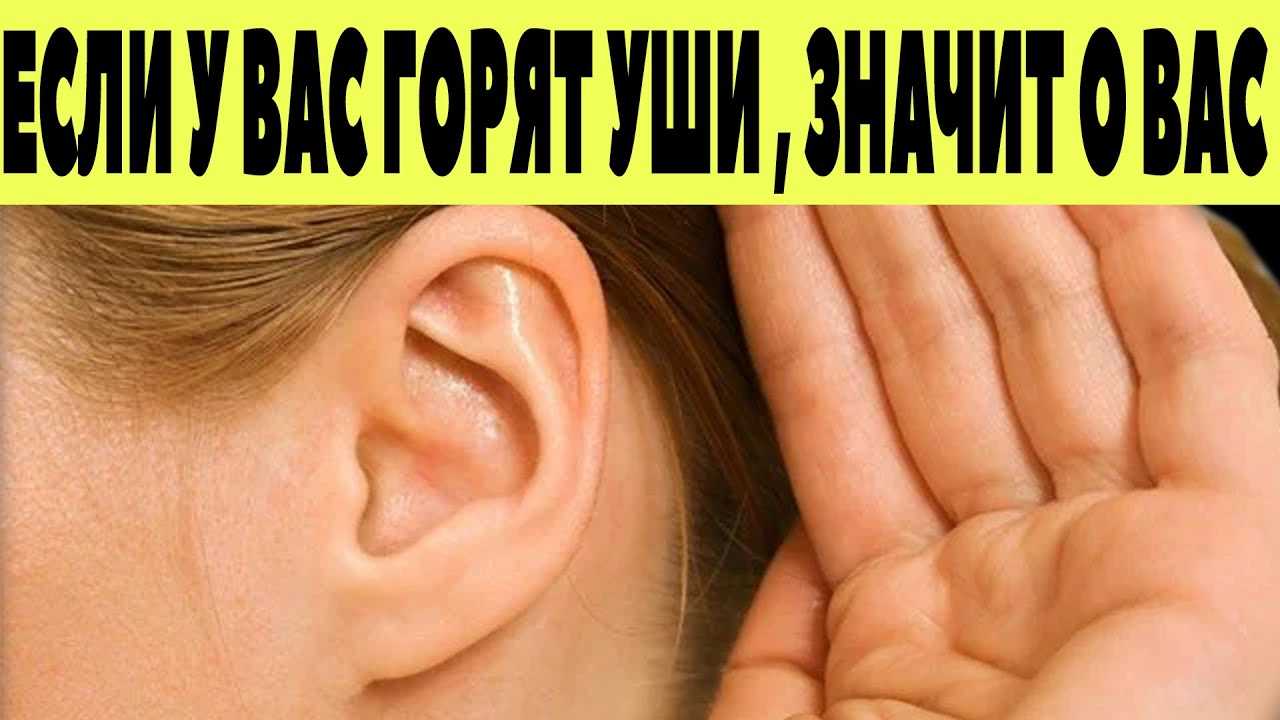 Почему у кошки бывают горячие уши?
