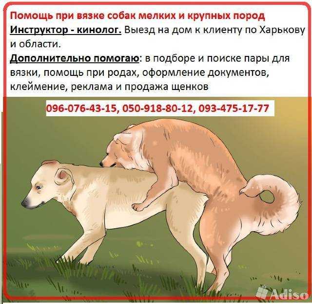 Подготовка собак к вязке | блог ветклиники "беланта"