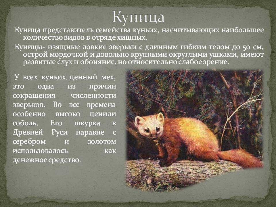 Куницы: виды, фото, описание, особенности хищников