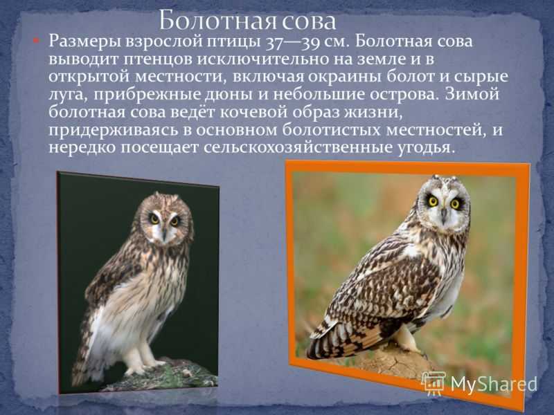 Болотная сова птица. образ жизни и среда обитания болотной совы