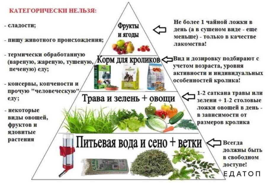 Можно ли давать кроликам ячмень и каким зерном можно кормить?