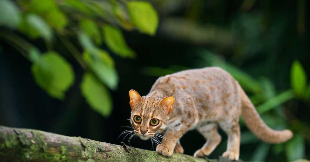 10 самых маленьких диких кошек в мире