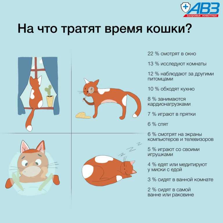 Что делать если кошки подрались между собой