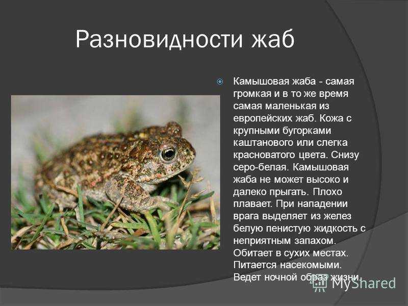Земляная жаба