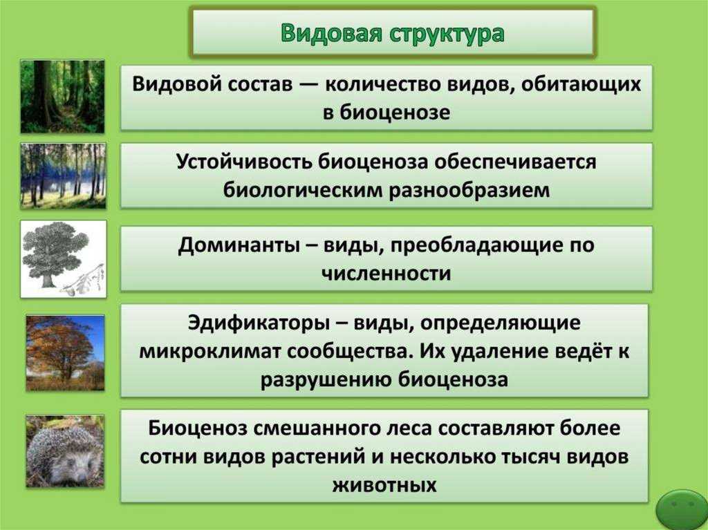 Лесная экосистема - особенности, структура и виды — природа мира