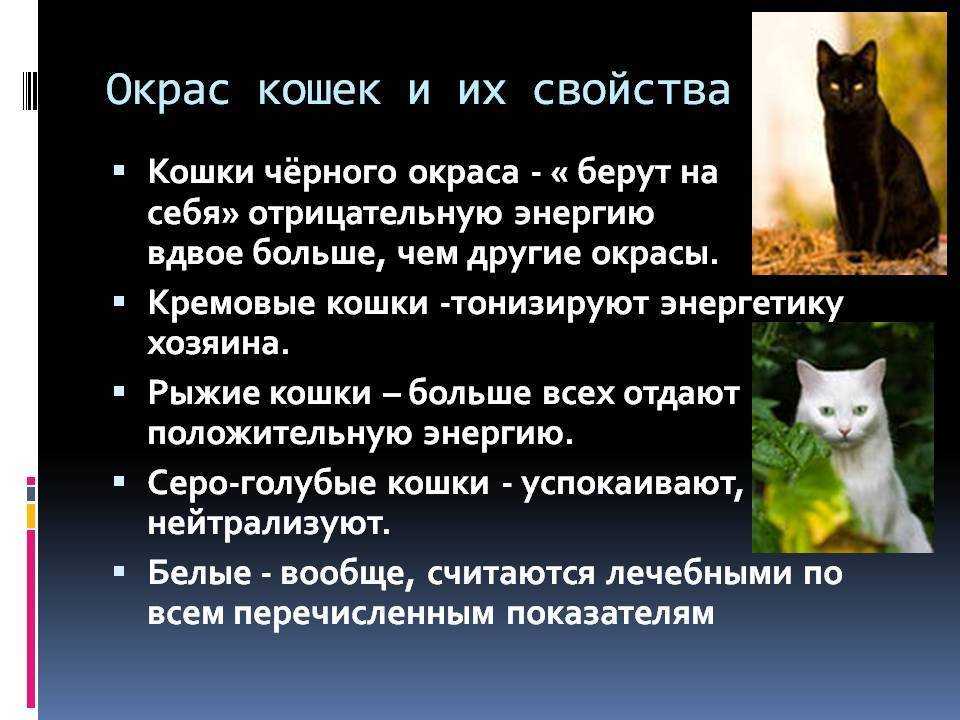 Значение имени (клички) в жизни животного. — обсуждение в группе "словацкий чувач" | птичка.ру
