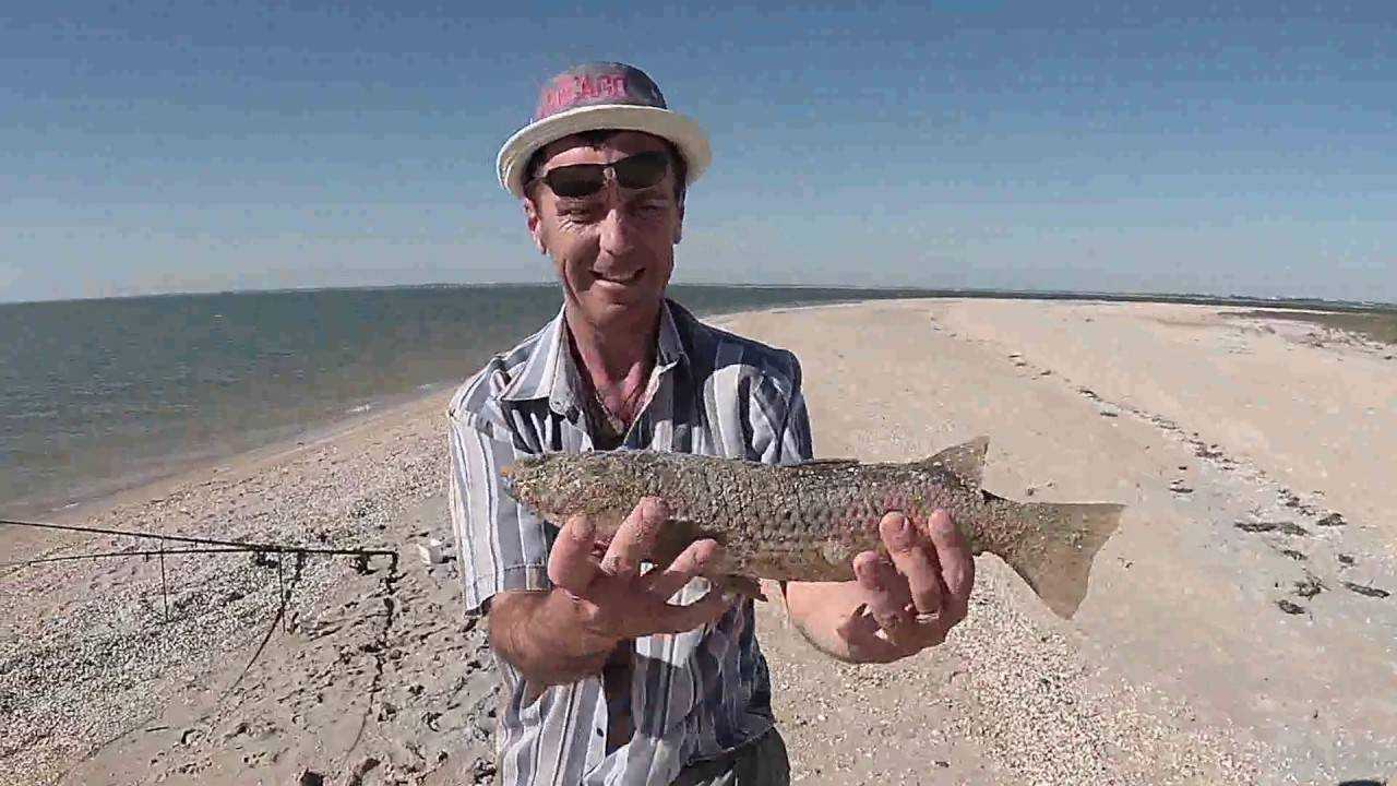 Рыбы азовского моря перечень