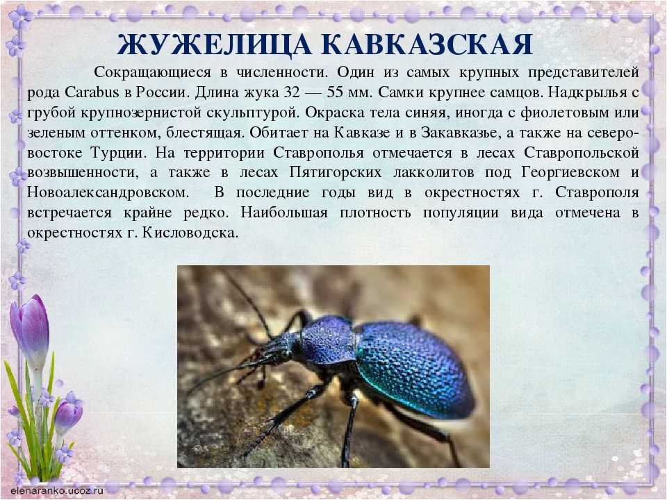 Жуки ? описание отряда насекомых, их особенности строения, виды