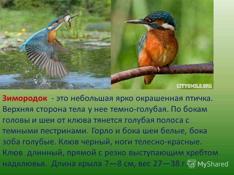 Ошейниковый зимородок halcyon pileata | красная книга россии.