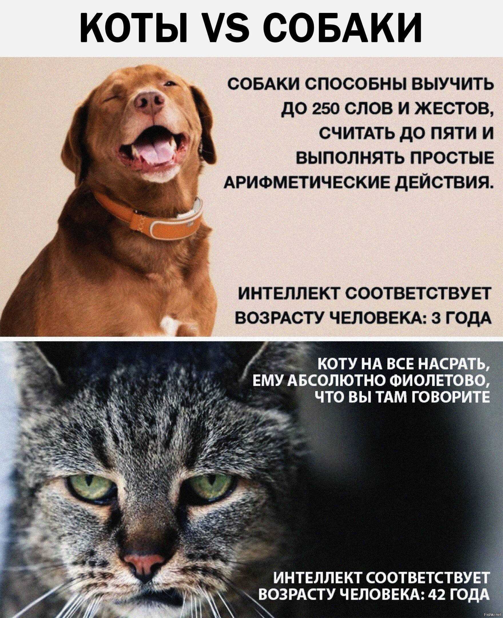 Почему собаки и кошки ненавидят друг друга?
