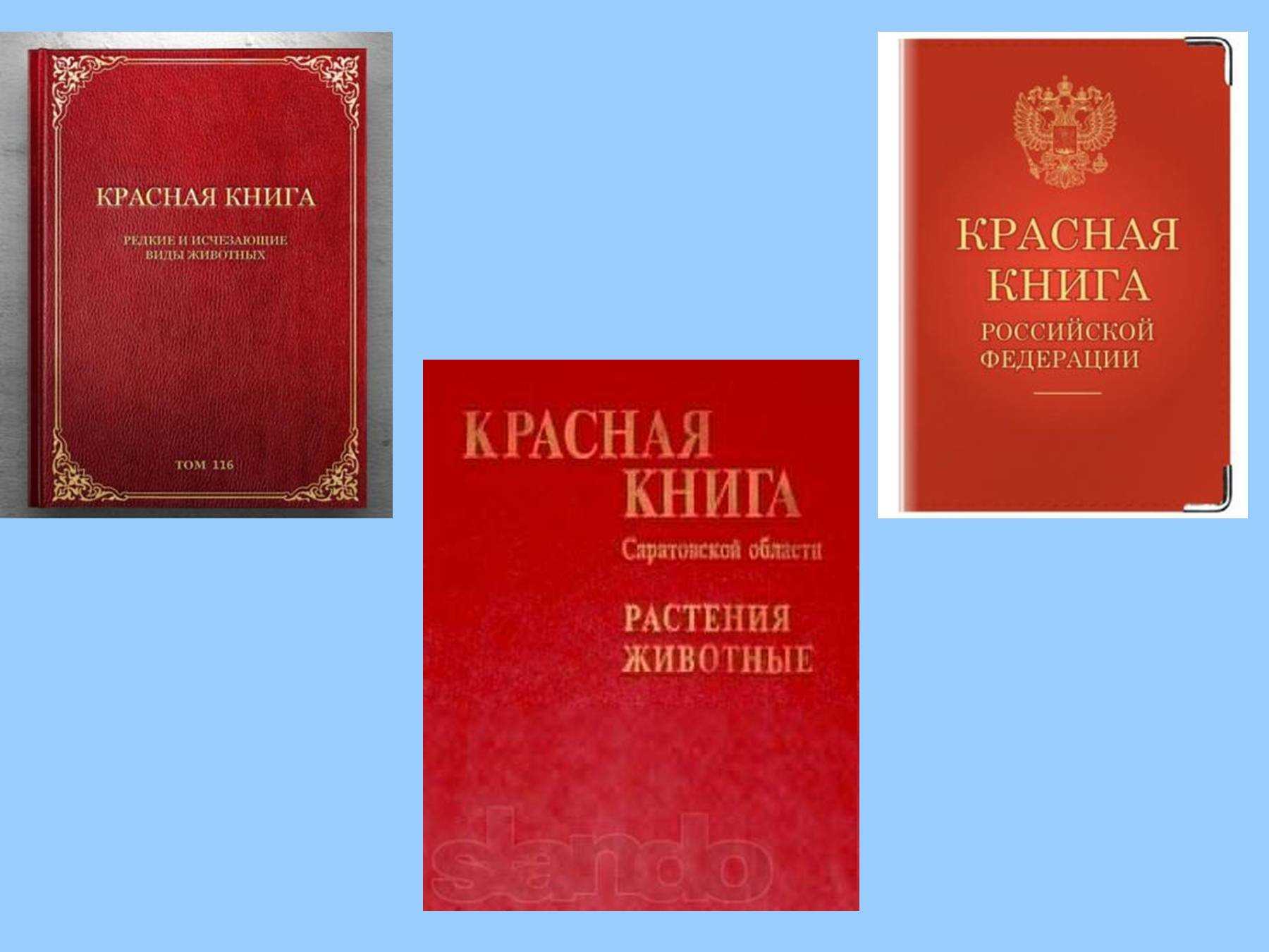Зимующие птицы брянской области