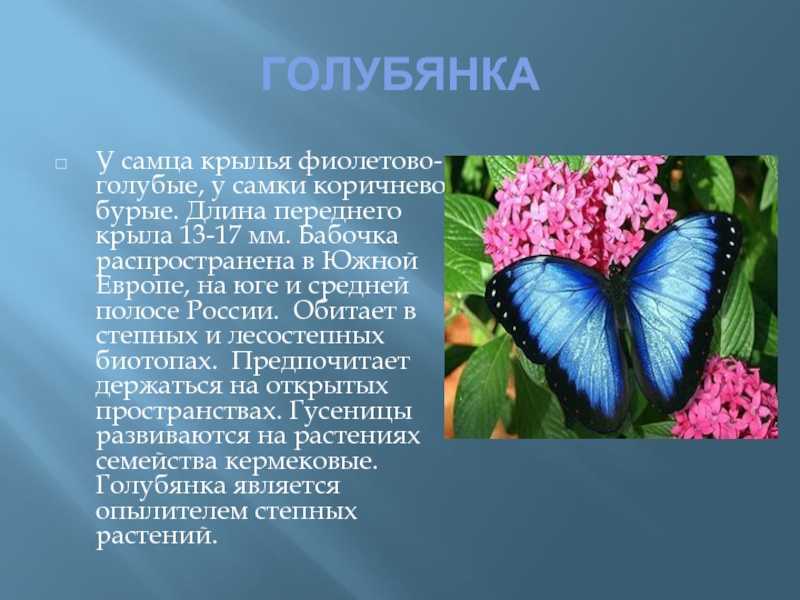 Голубянка икар