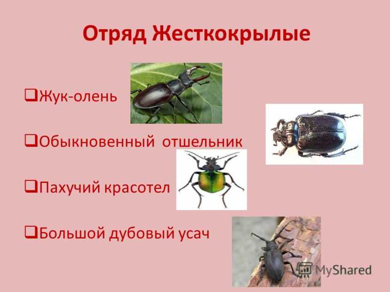 Отряды насекомых, их виды, строение и размножение