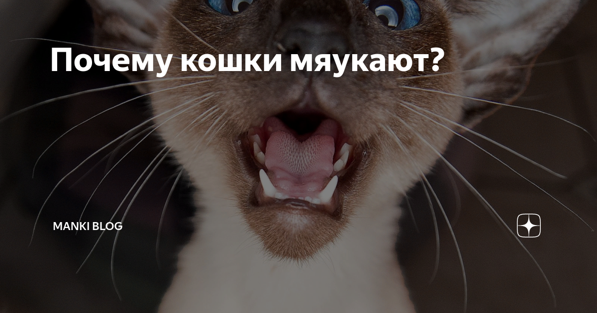 Основные причины, почему кошка нервничает