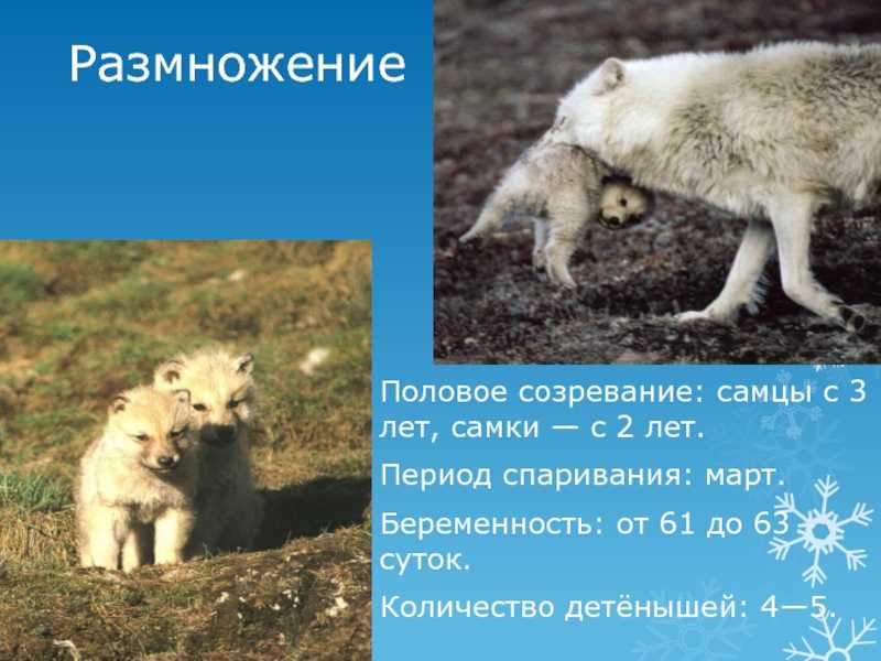 Белый волк (полярный волк): описание подвида, среда обитания и интересные факты о красивом животном
