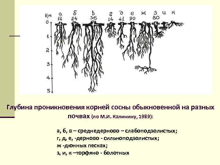 Корневая система ель