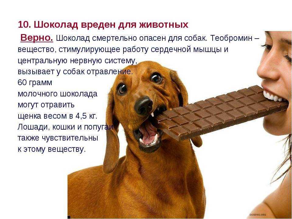 Собака съела шоколад: что делать при отравлении и какая доза считается смертельной? что будет, если дать питомцу много лакомства?