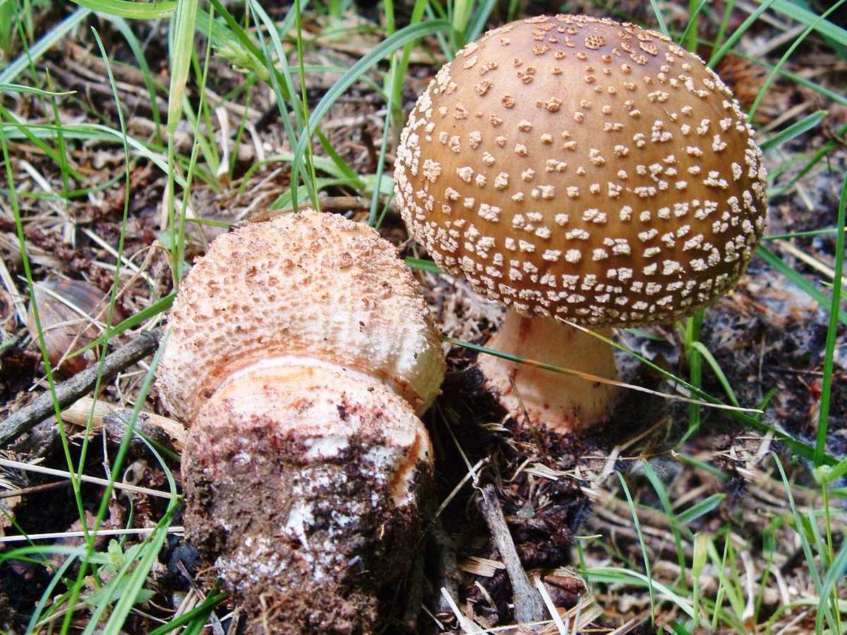 Съедобные грибы мухоморы и их фото: серо-розовый (розовый, краснеющий), оранжевый, шафранный, яйцевидный