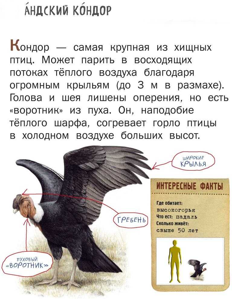 Андский кондор: характеристики, поведение и многое другое ▷➡️ postposmo | постпост