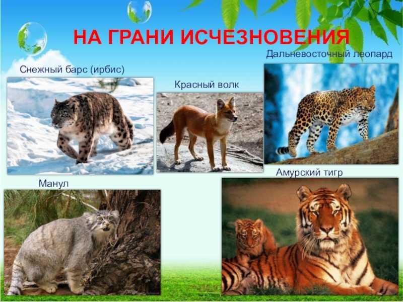 Европейская широкоушка — энциклопедия руниверсалис