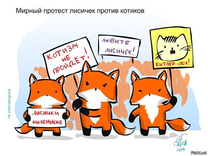 Лисы | коты-воители вики | fandom