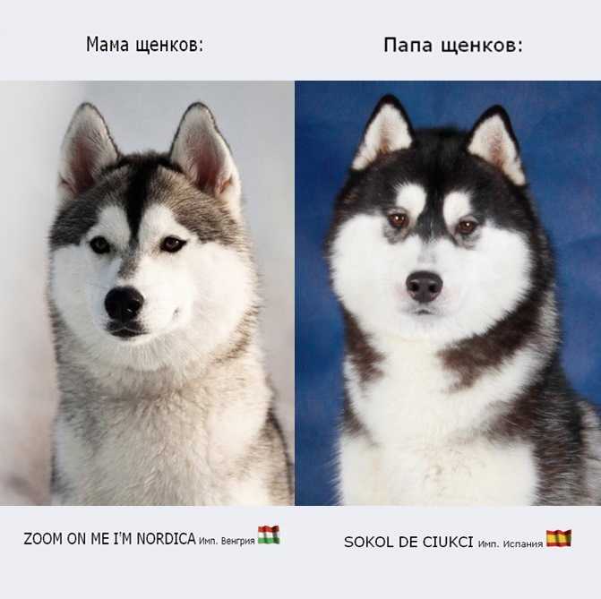 Маламут и хаски: 12 отличий с понятными фото