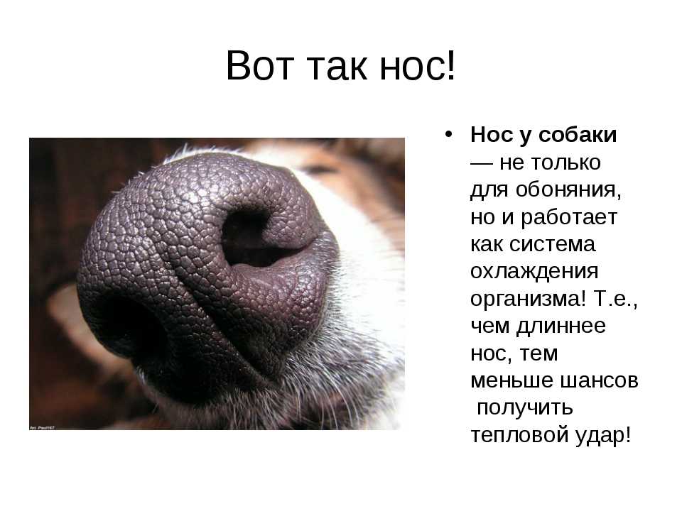 Какая нормальная температура у собак, как измерить, причины повышенной или пониженной температуры